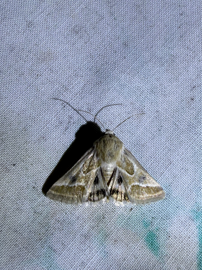 Schinia intrabilis, California species