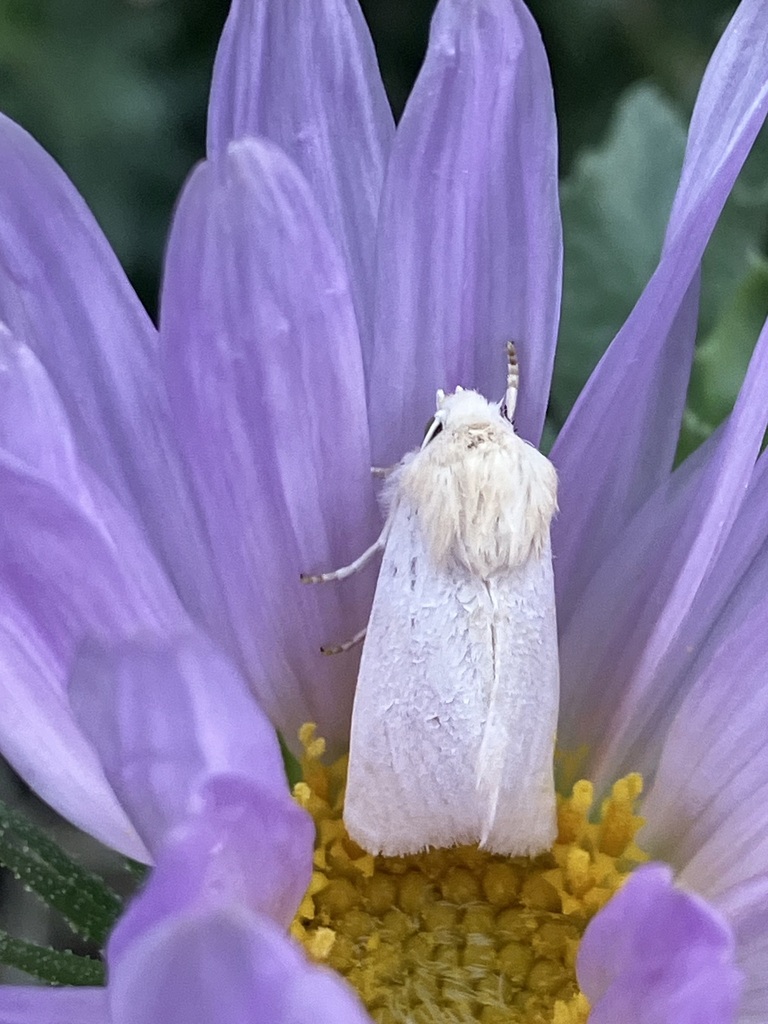 Schinia jaegeri, California species