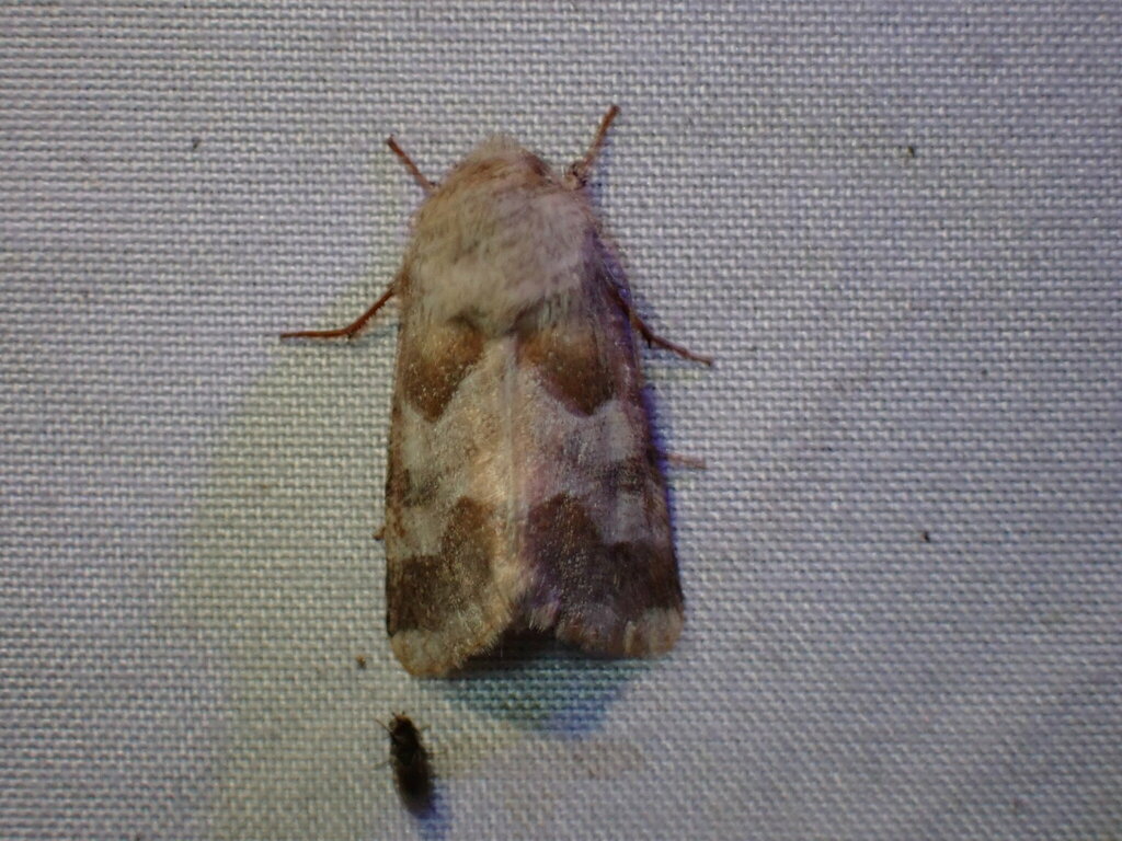 Schinia jaguarina, California species