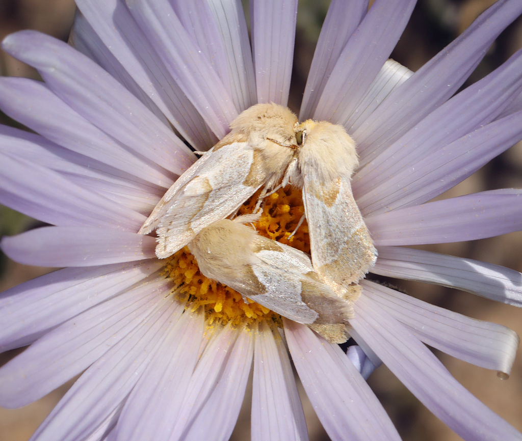 Schinia ligeae, California species