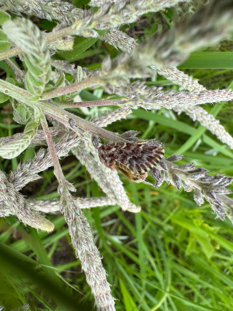 Schinia lucens (Leadplant Flower Moth), California species