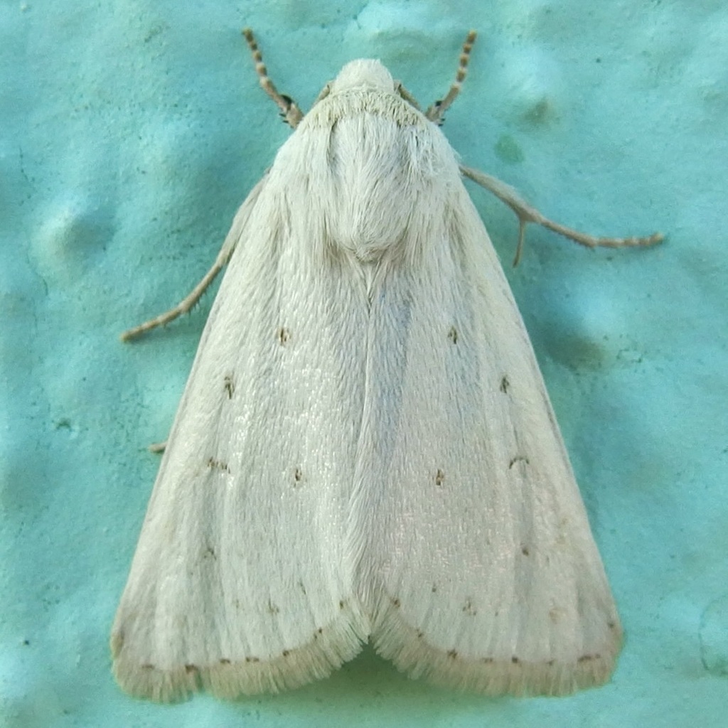 Schinia luxa, California species