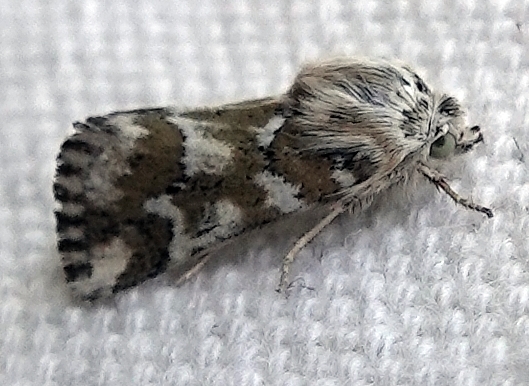 Schinia meadi, California species