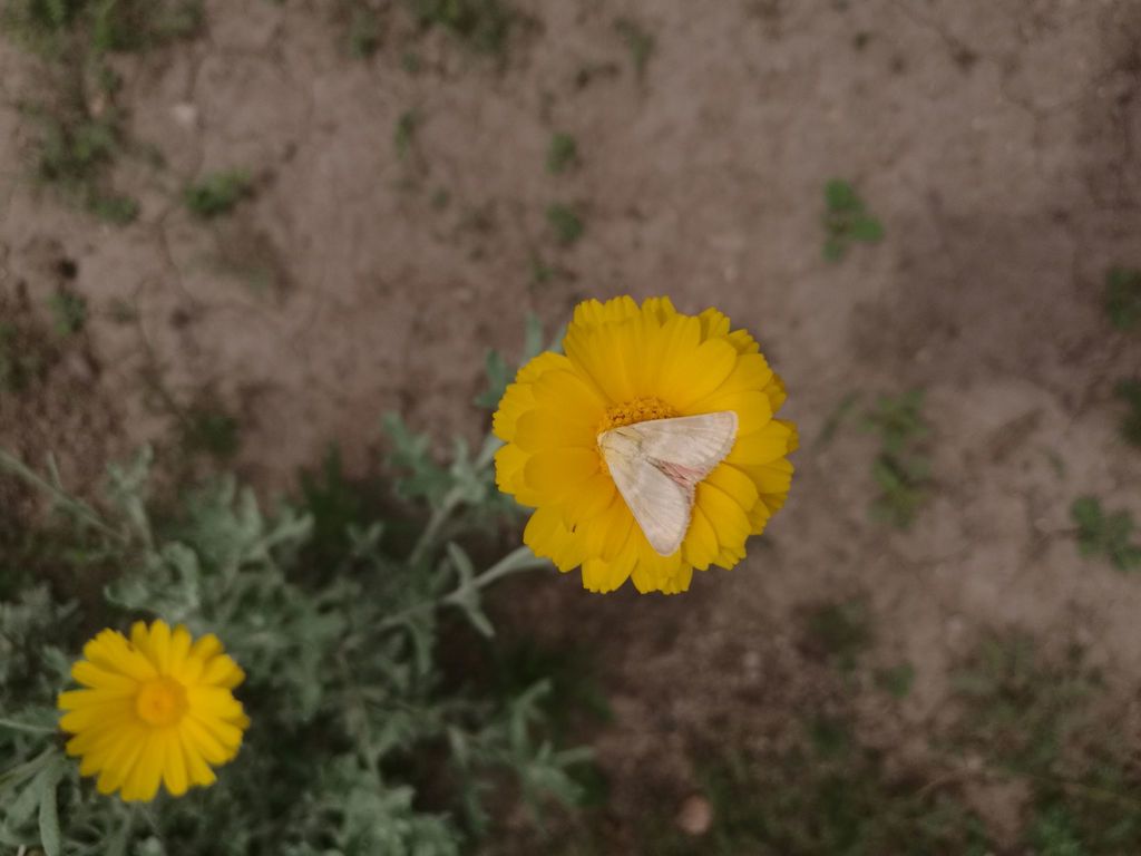 Schinia miniana, California species