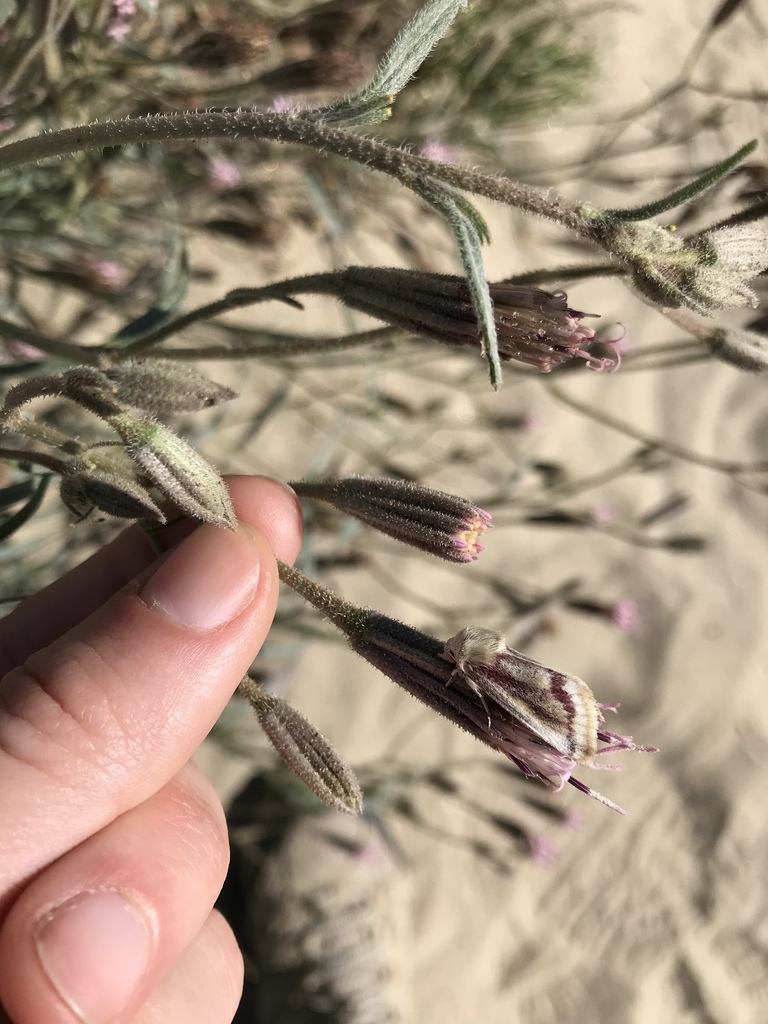 Schinia niveicosta, California species
