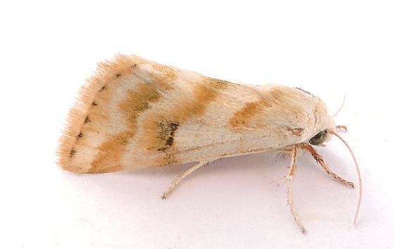 Schinia obliqua, California species
