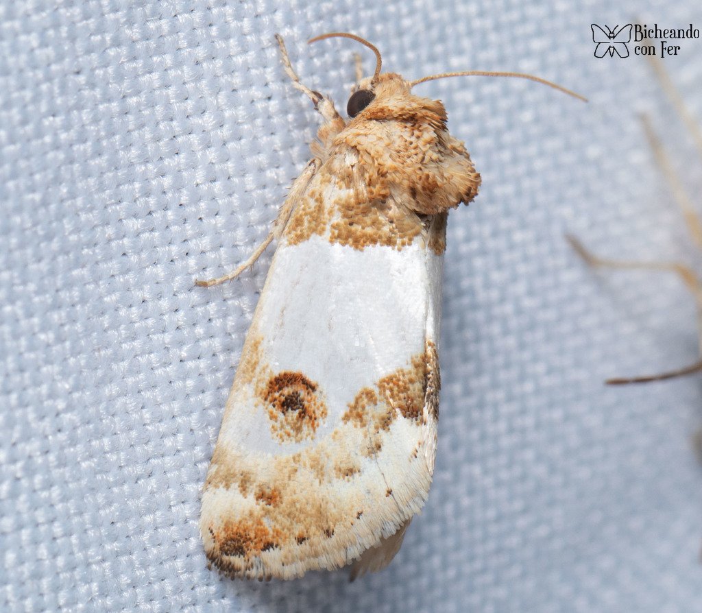 Schinia oculata, California species