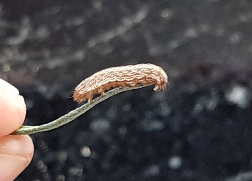 Schinia oleagina, California species
