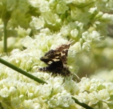 Schinia perminuta, California species