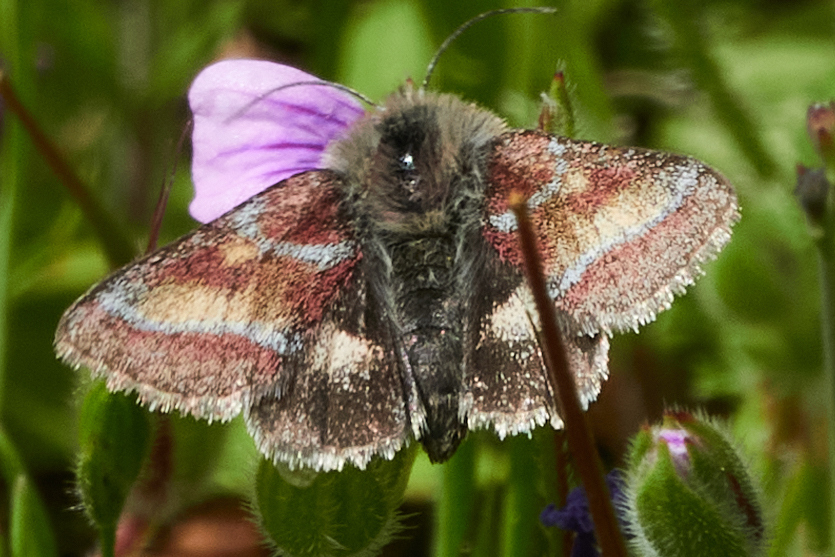 Schinia pulchripennis, California species
