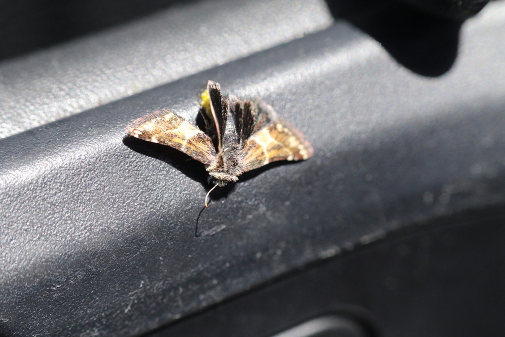 Schinia scarletina, California species