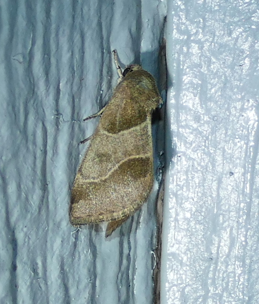 Schinia sexplagiata, California species