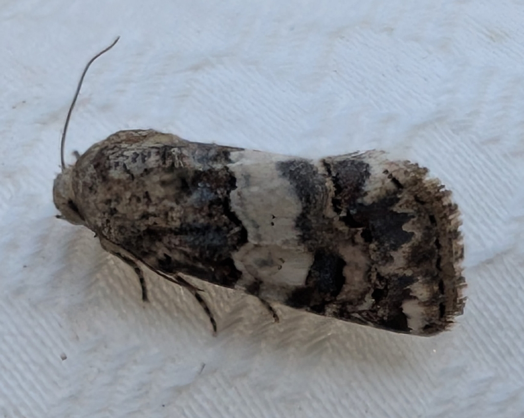 Schinia tertia, California species