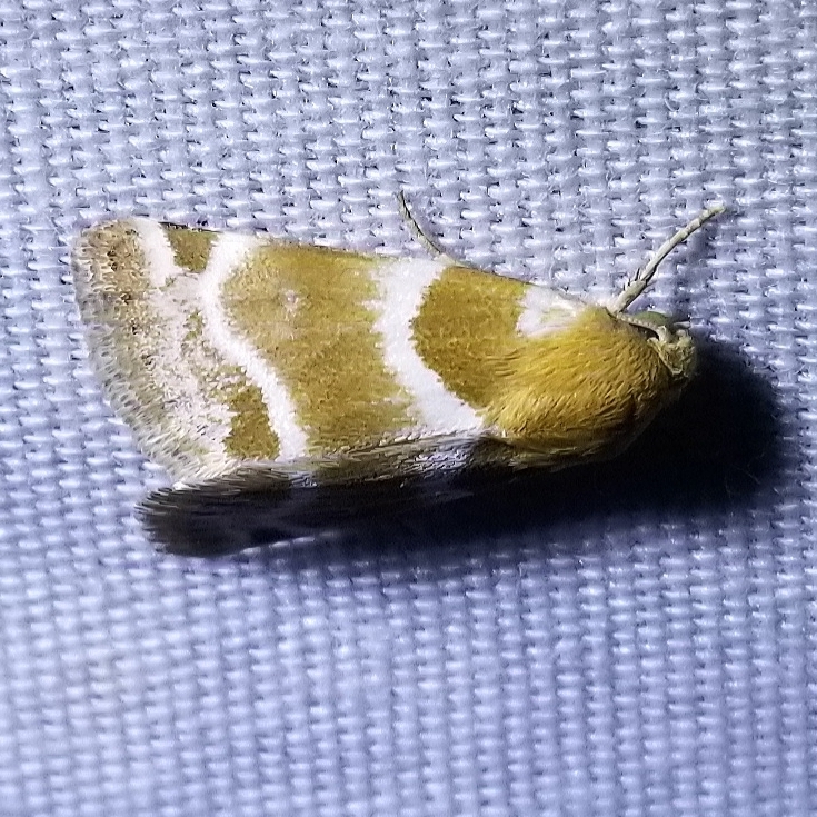 Schinia tobia, California species