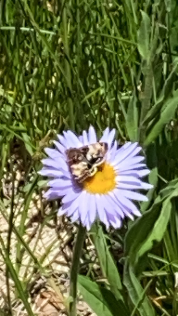 Schinia vacciniae, California species
