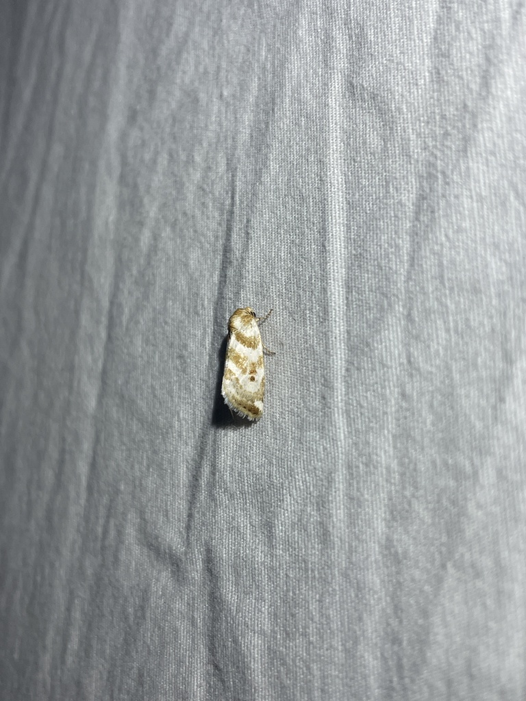 Schinia velaris, California species