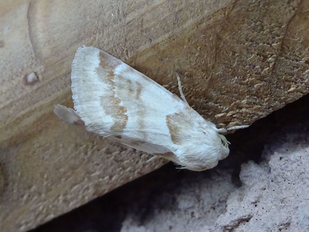 Schinia walsinghami, California species