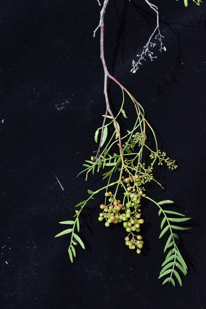 Schinus molle (Pepper tree), non-native California tree