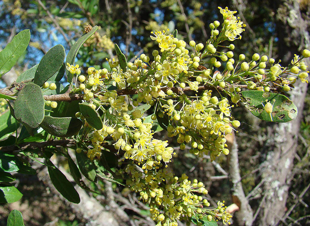 Schinus polygama (Chilean pepper tree), non-native California shrub / tree