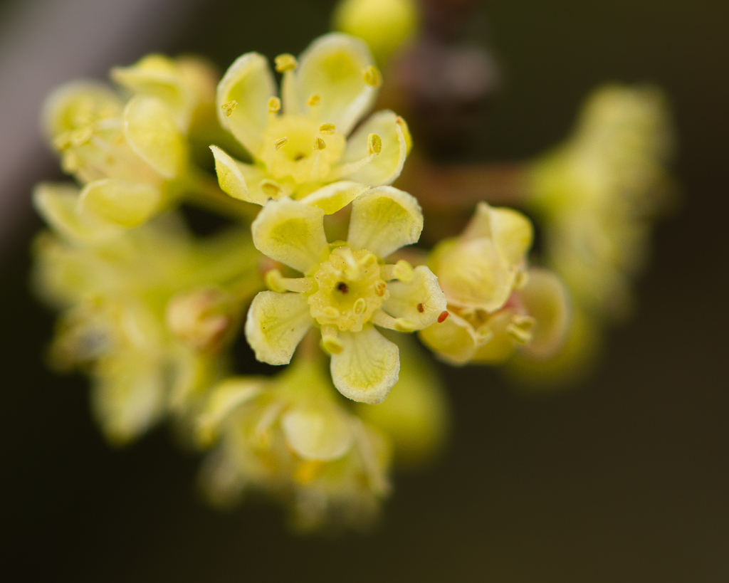 Schinus sp., non-native California tree