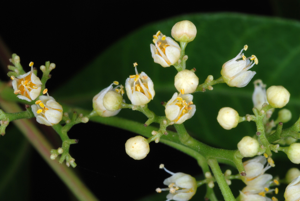 Schinus terebinthifolia (Brazilian pepper tree), California shrub / tree