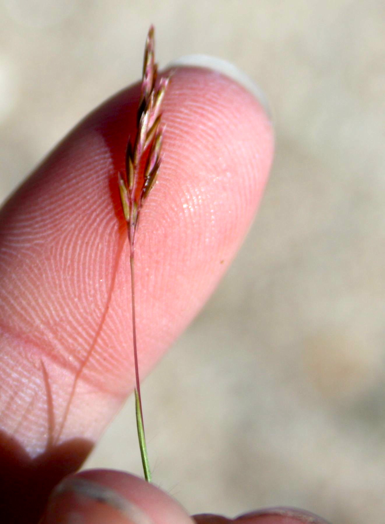 Schismus arabicus (Arabian schismus), non-native California grass