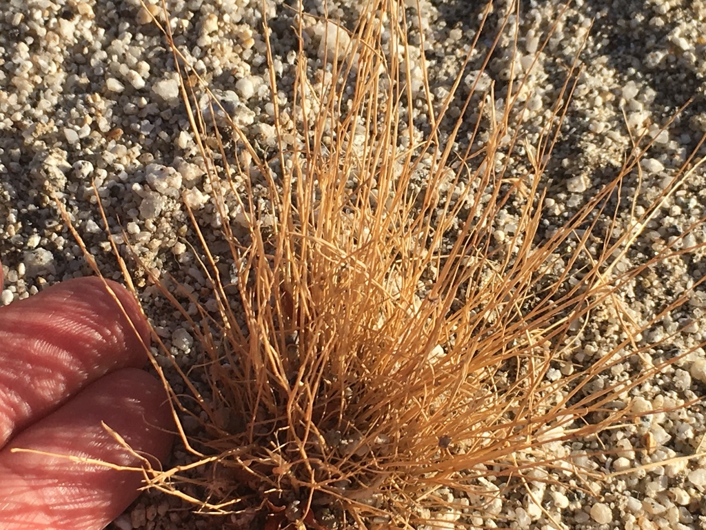 Schismus barbatus (Common mediterranean grass), non-native California grass