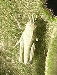 Schistocerca nitens (Gray Bird Grasshopper), California species