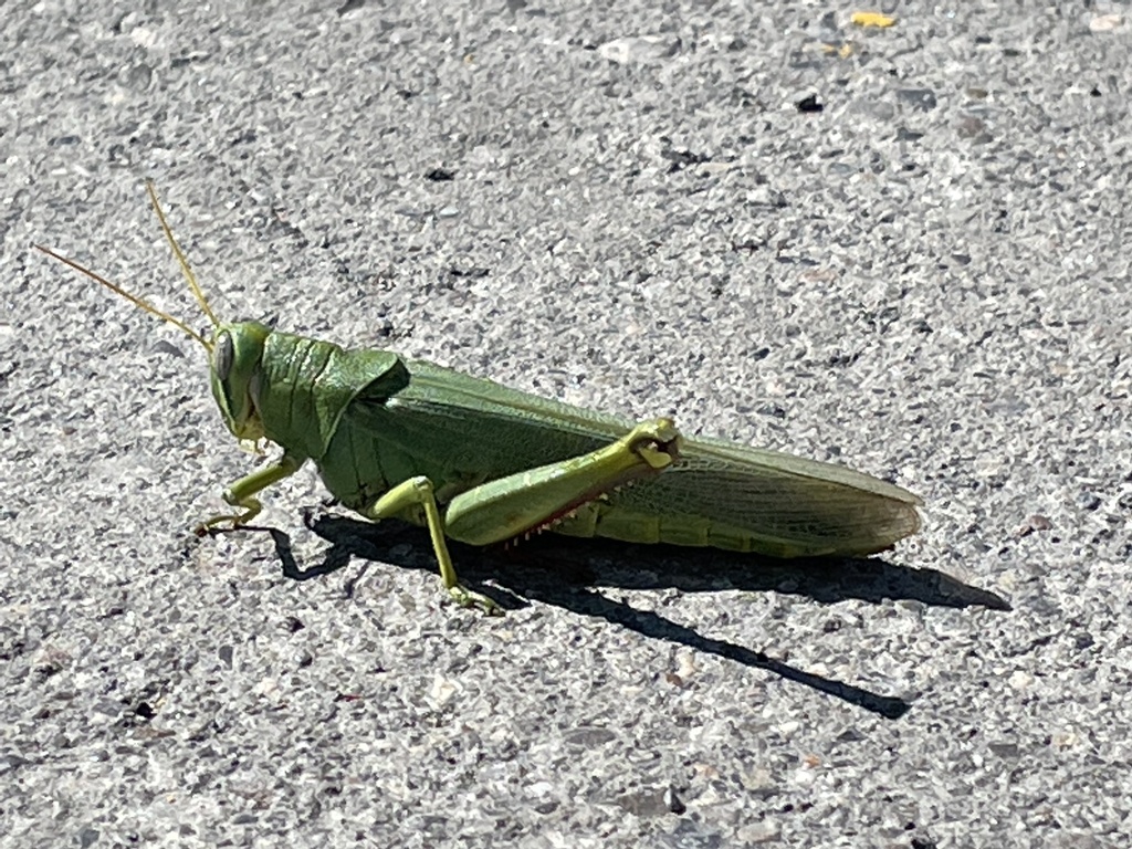 Schistocerca shoshone (Green Bird Grasshopper), California species