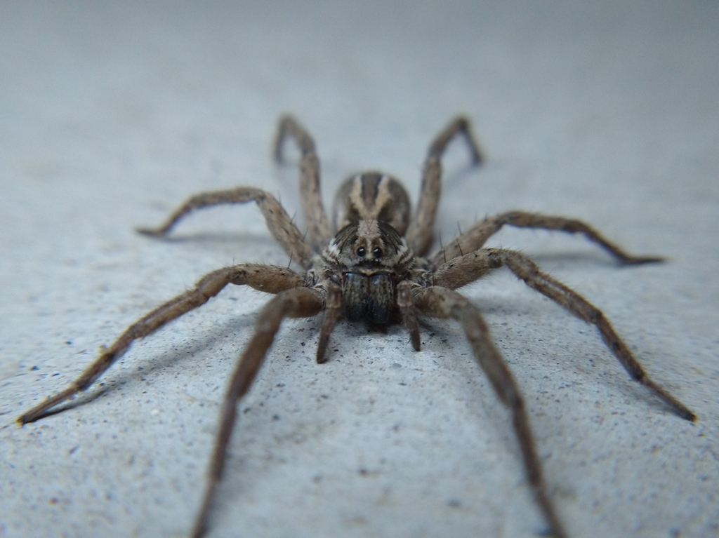 Schizocosa mccooki (McCook's Split Wolf Spider), California species
