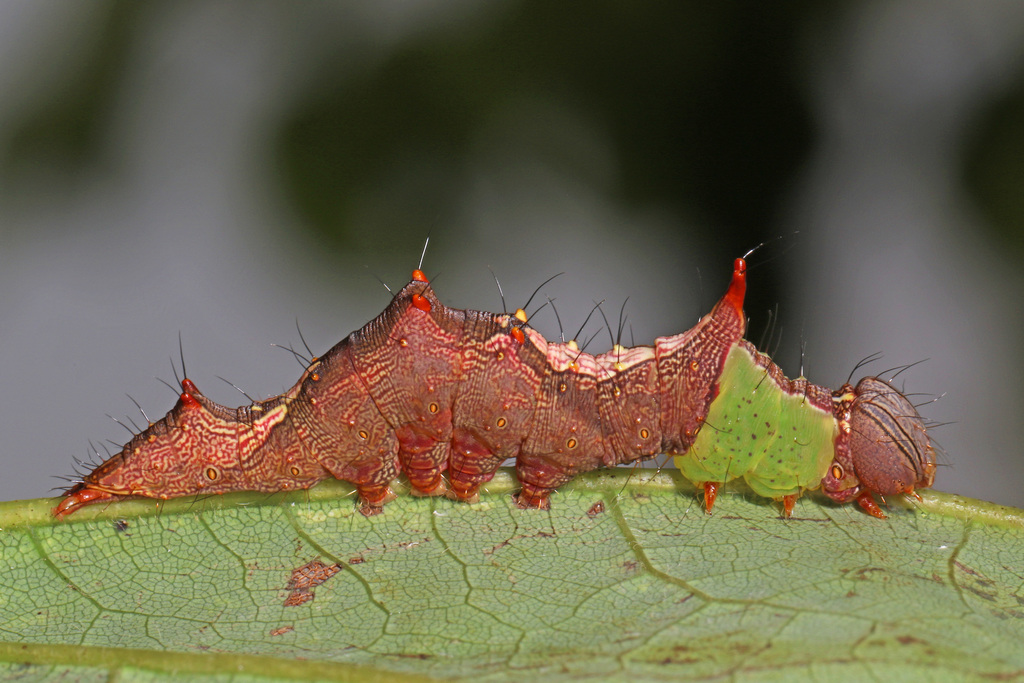 Schizura apicalis (Plain Schizura), California species
