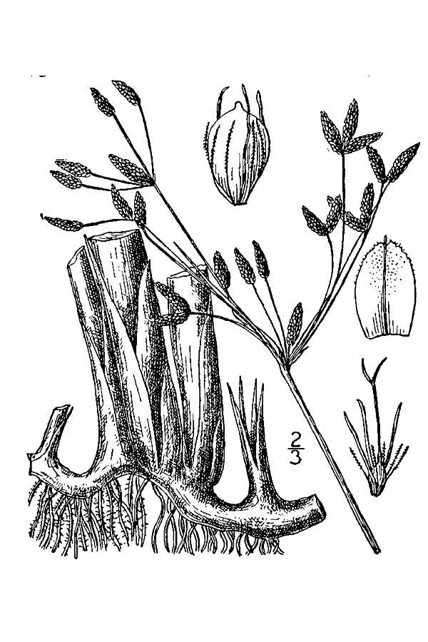 Schoenoplectus acutus var. occidentalis (Common tule), native California grass