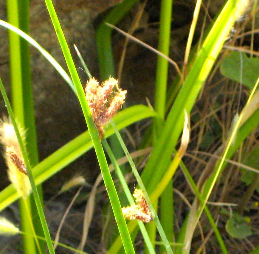 Schoenoplectus americanus (Olney's three-square bulrush), native California grass