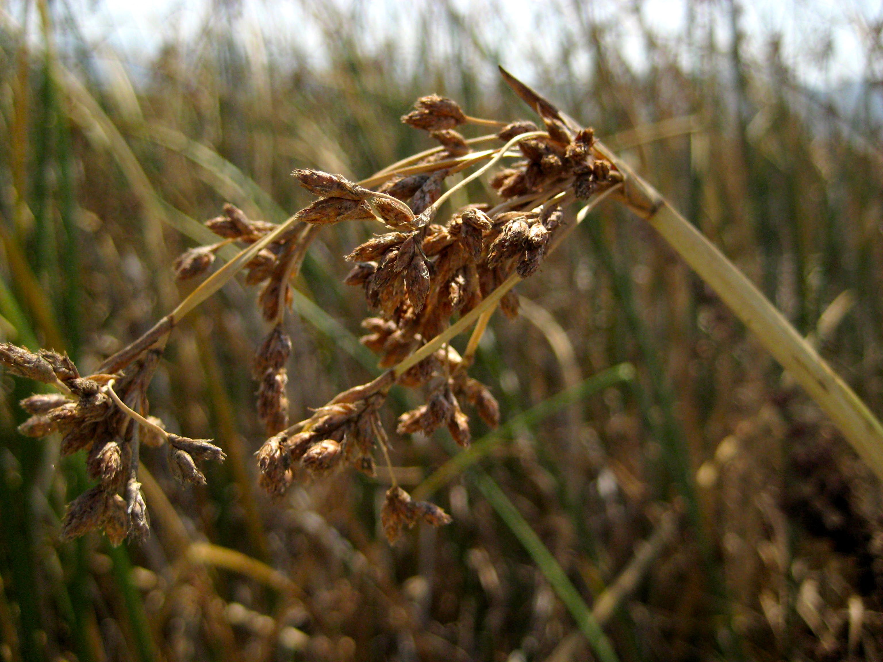 Schoenoplectus californicus (Southern bulrush), native California grass