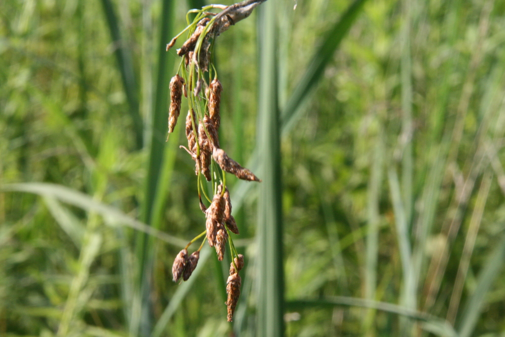 Schoenoplectus heterochaetus (Slender bulrush), native California grass