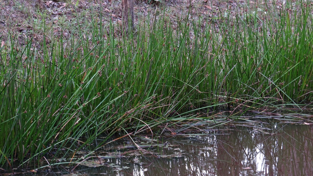 Schoenoplectus mucronatus (Rough-seed bulrush), non-native California grass