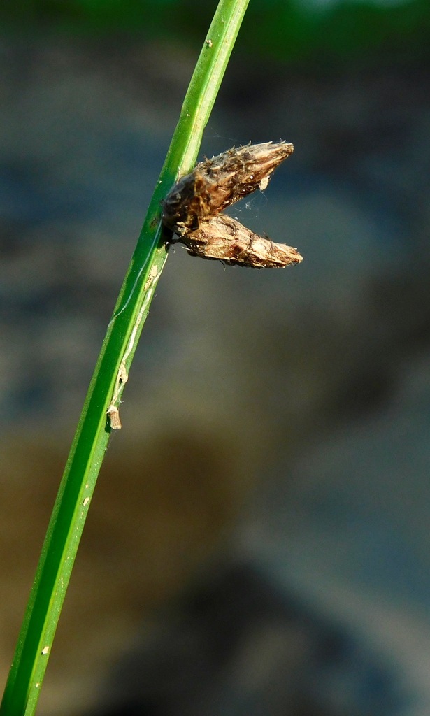 Schoenoplectus pungens var. longispicatus (Common three-square bulrush), native California grass