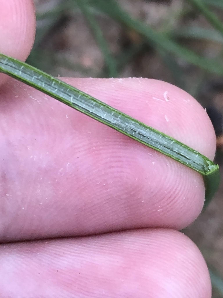 Schoenoplectus saximontanus (Rocky mountain bulrush), native California grass