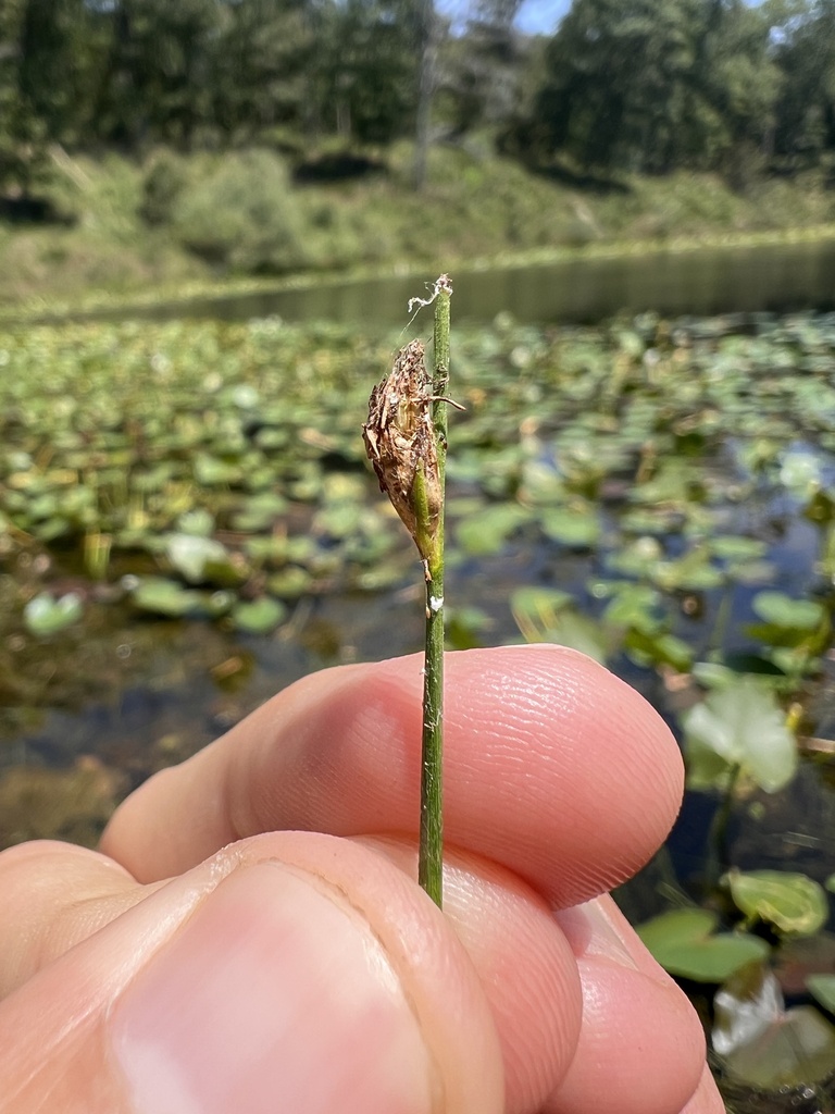 Schoenoplectus subterminalis (Water bulrush), native California grass