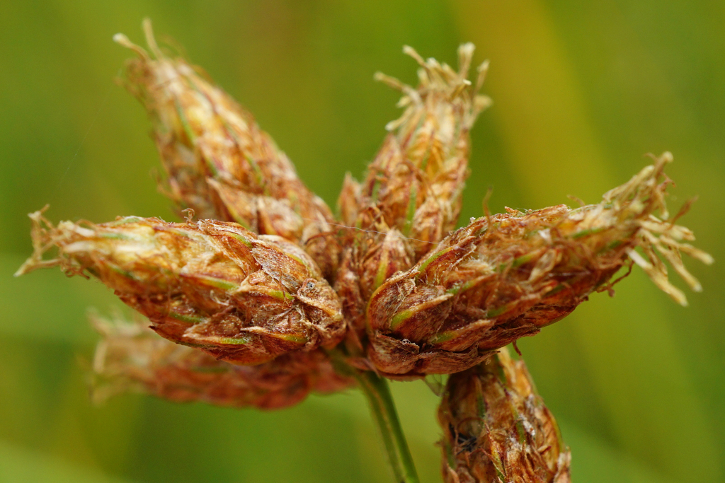 Schoenoplectus tabernaemontani (Soft-stem bulrush), native California grass