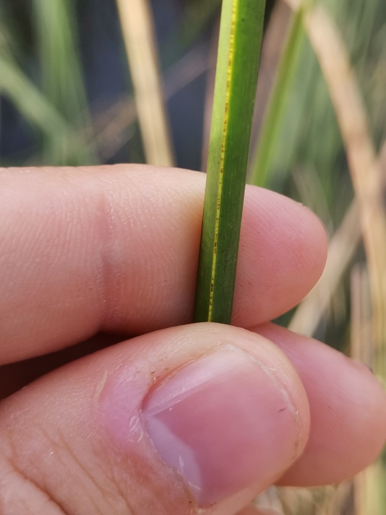 Schoenoplectus triqueter (Three-sided bulrush), non-native California grass