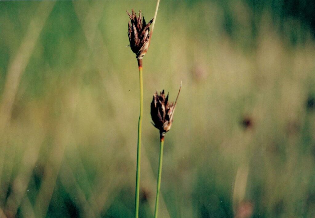 Schoenus nigricans (Black bog-rush), native California grass
