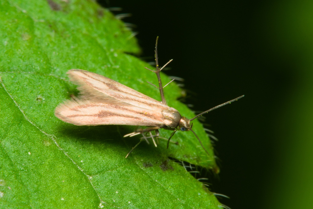 Schreckensteinia festaliella (Blackberry Skeletonizer), California species