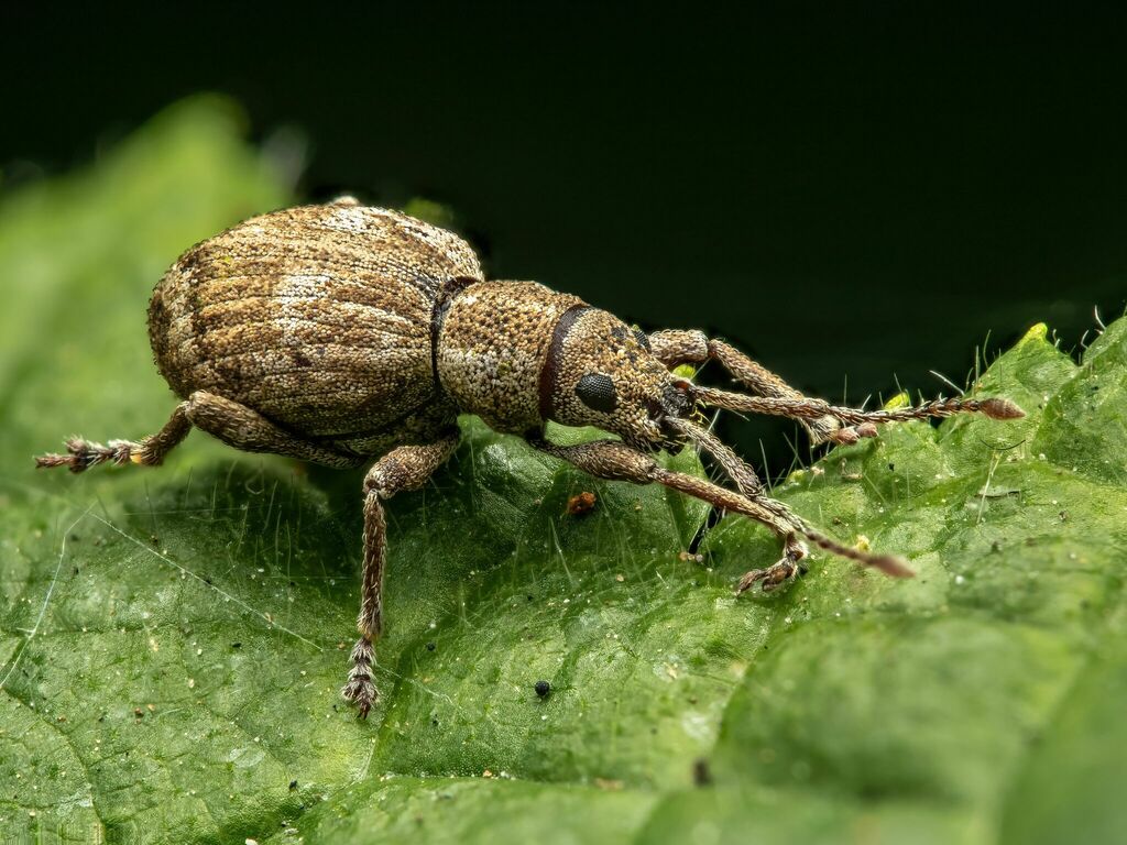 Sciopithes obscurus (Obscure root weevil), California species