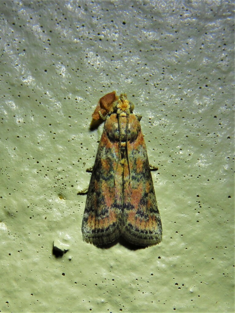 Sciota bifasciella, California species