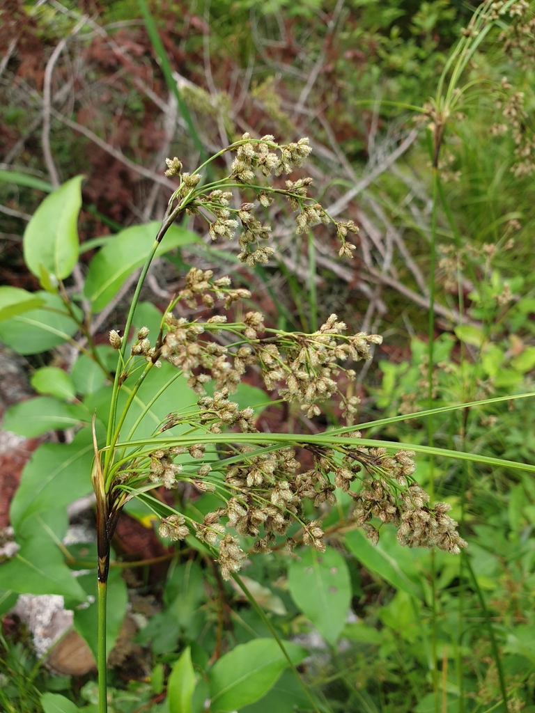 Scirpus cyperinus (Woolgrass), non-native California grass