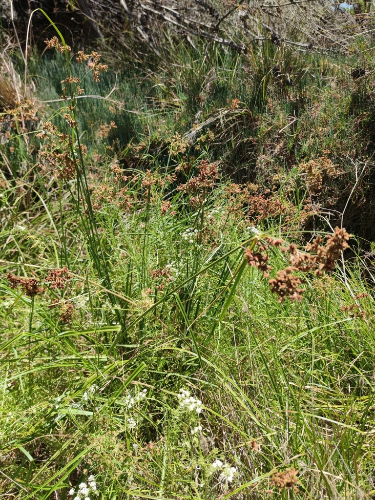 Scirpus diffusus (Diffuse rush), native California grass
