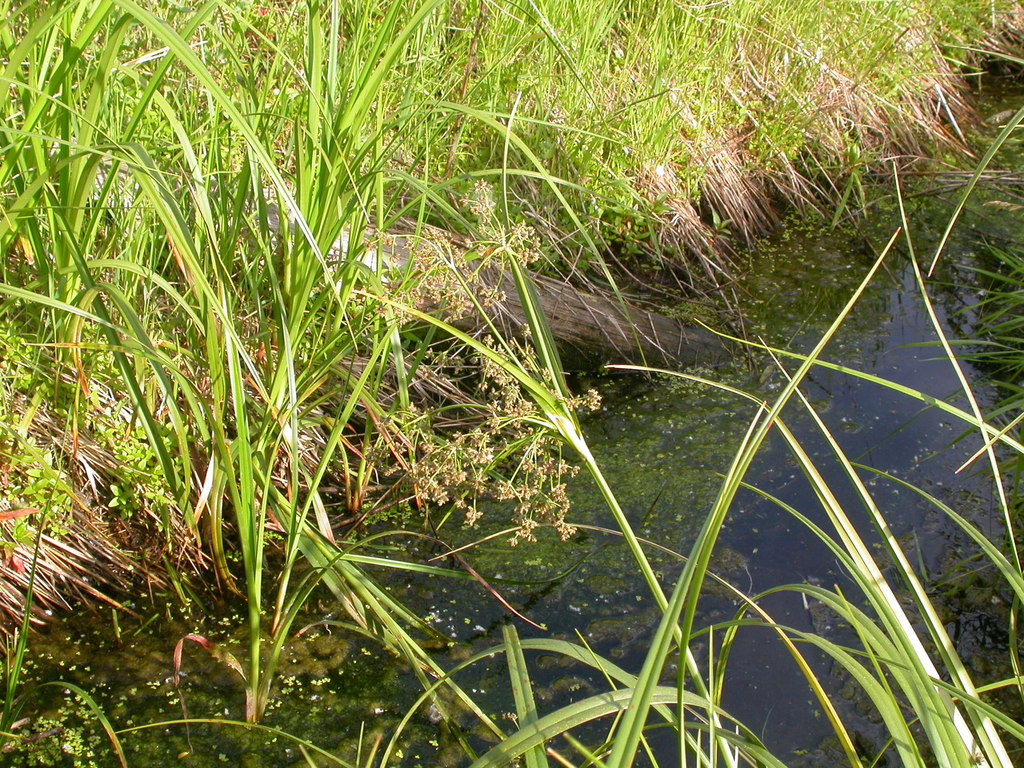 Scirpus microcarpus (Mountain bog bulrush), native California grass