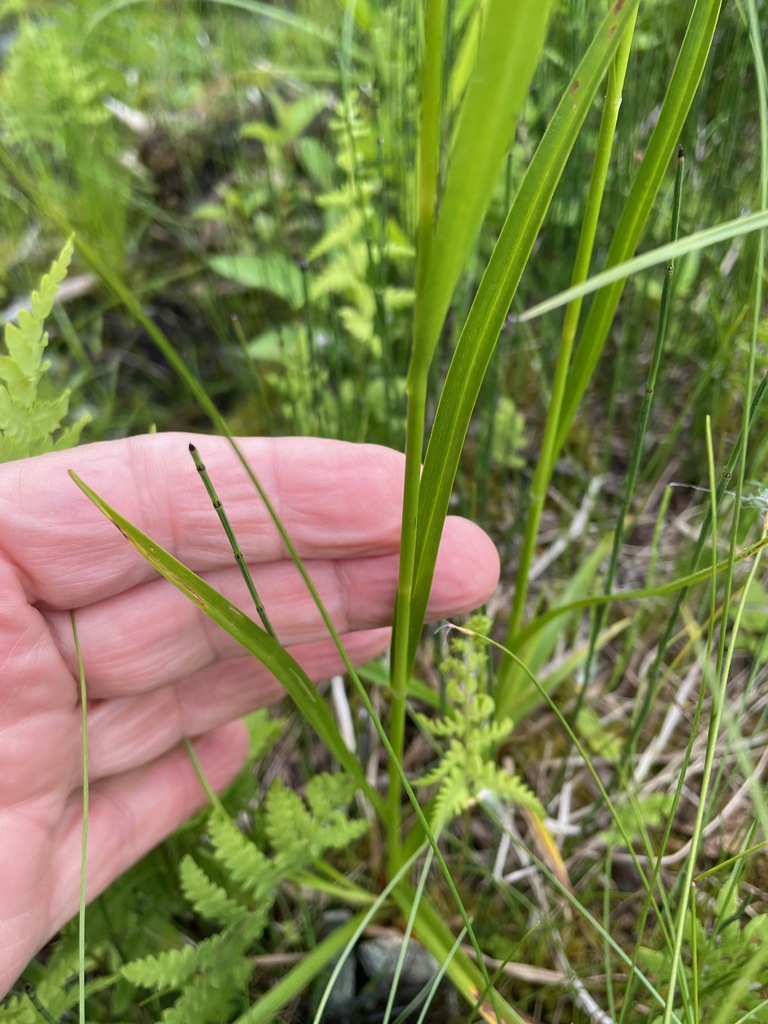 Scirpus pendulus (Pendulous bulrush), native California grass