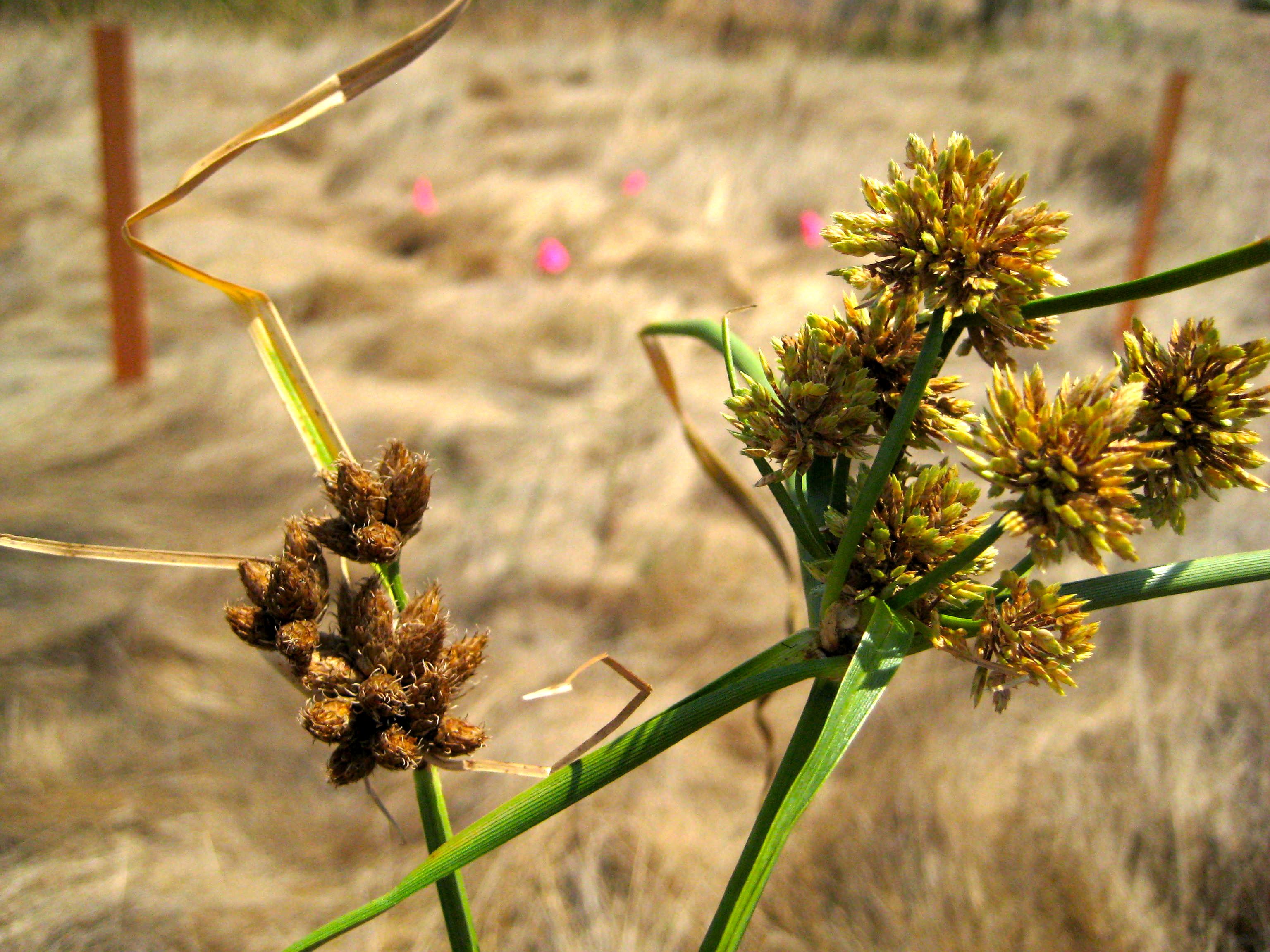 Scirpus sp. (Bulrush), non-native California perennial